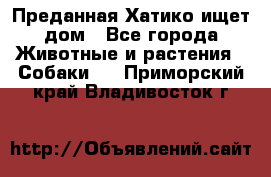 Преданная Хатико ищет дом - Все города Животные и растения » Собаки   . Приморский край,Владивосток г.